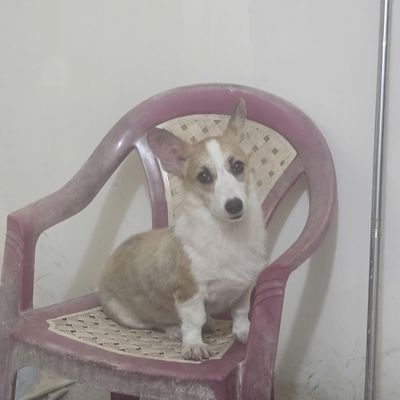 Bán corgi màu nâu vàng chân trắng. Tặng kèm bát