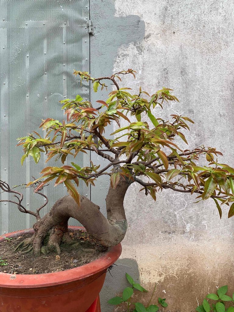 mai vàng bonsai ghép giảo,cây rất nghệ thuật