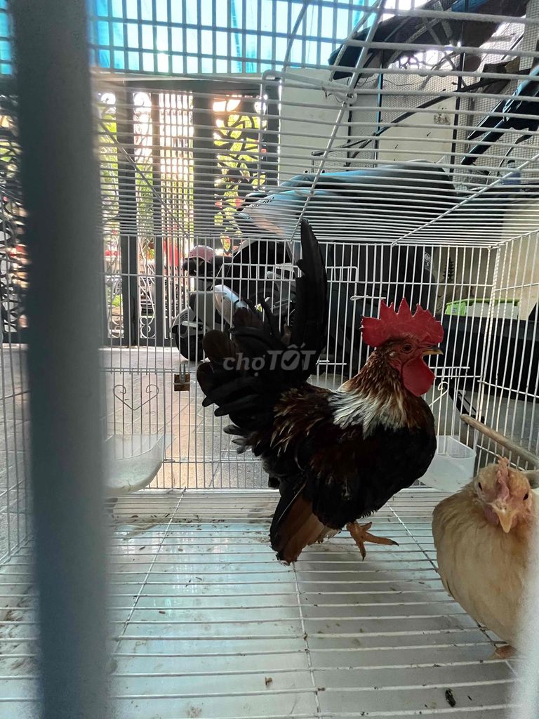 Gà cảnh trưởng thành. Mua bán Gà tại Quận Thanh Khê Đà Nẵng được đăng bởi Mr Lộc hình 1