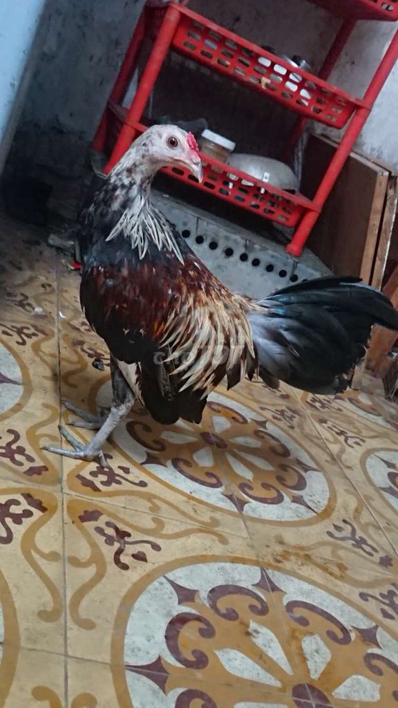 Gà tre lai chuối vàng trống hơn 3 tháng. Mua bán Gà tại Quận 11 Tp Hồ Chí Minh được đăng bởi Gia hình 1