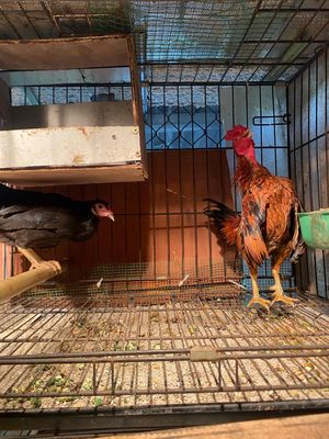 cặp đúc cộc cầm chia. Mua bán Gà tại Quận Long Biên Hà Nội được đăng bởi cây cảnh bonsai 