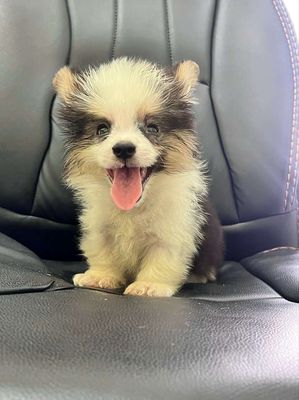 chó corgi fluffy lông dài thuần chủng ( nhà đẻ)