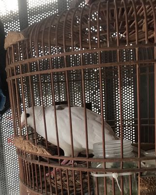 cu gáy thái bông. Mua bán Chim tại Quận 12 Tp Hồ Chí Minh được đăng bởi Tam