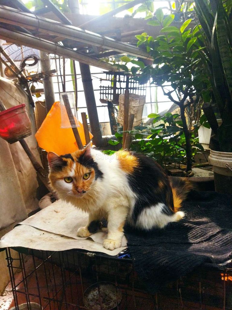 mèo lai Anh lông dài rất hiền dễ nuôi. Mua bán Mèo tại Quận Long Biên Hà Nội được đăng bởi Hà Thị Hương hình 1