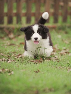 Chó Corgi Cardigan