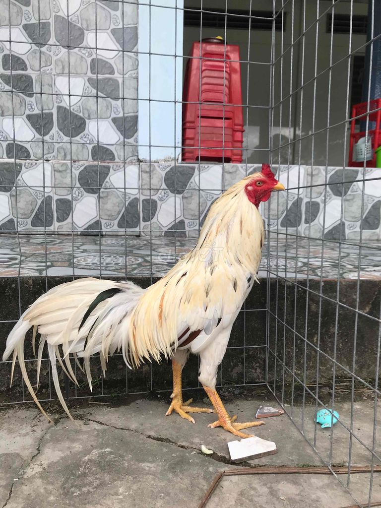 ga bướm 2kg6 trang 2kg7