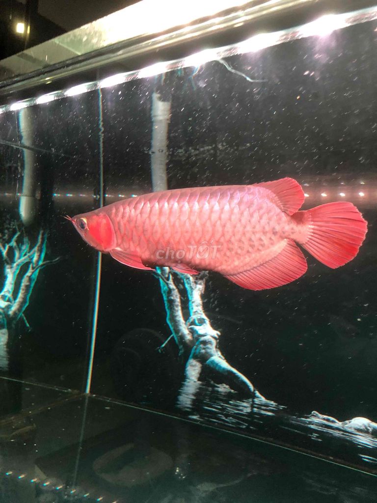Cá cảnh size 40cm màu Đỏ. Mua bán Thú cưng khác tại Thành phố Bà Rịa Bà Rịa - Vũng Tàu được đăng bởi Thuận Mèo hình 1