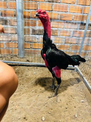 Ô ôm đấm 31 kg.ai quan tâm lấy video nhé.. Mua bán Gà tại Huyện Krông A Na Đắk Lắk được đăng bởi Mr Đam mê