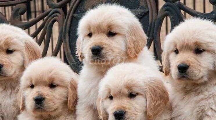 Chó Golden Retriever con đã tiêm. Mua bán Chó tại Quận Cầu Giấy Hà Nội được đăng bởi Kiểm Ngô hình 1