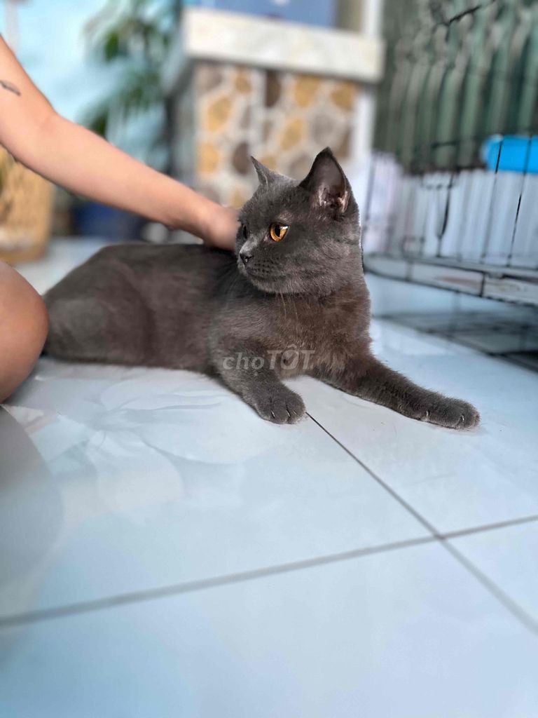 Nhượng rẻ : Cái xám xanh 14 tháng mắt đồng thuần