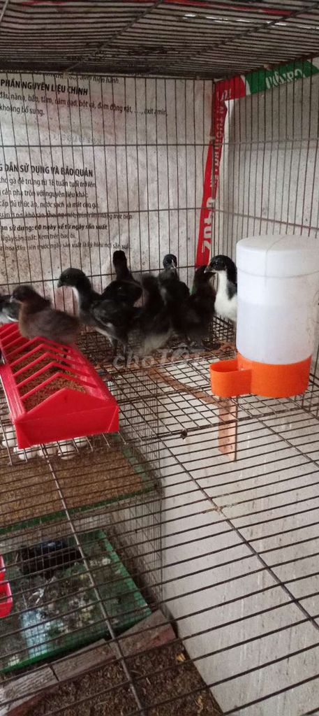 Gà Ma quỷ đen Peru 9 ngày tuổi. Mua bán Gà tại Huyện Hóc Môn Tp Hồ Chí Minh được đăng bởi FB Huy Cuong Peru Gallos hình 1