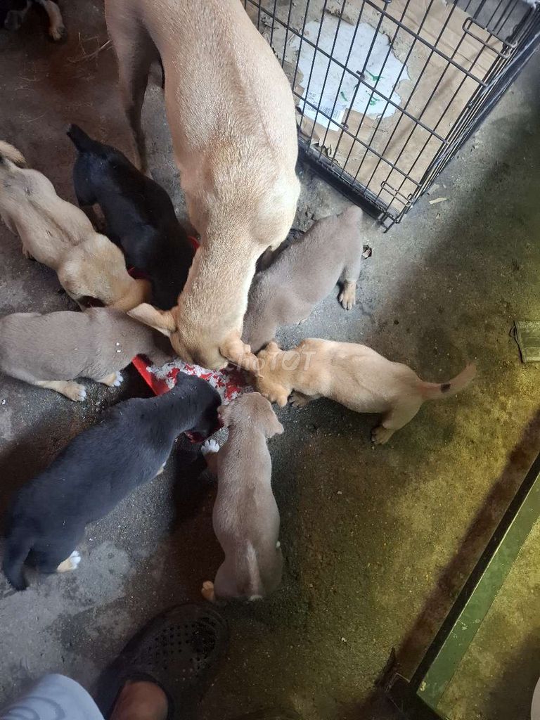 Chó Phú Quốc 45 ngày tuổi. Mua bán Chó tại Thành phố Thủ Đức Tp Hồ Chí Minh được đăng bởi Nguyễn Văn tèo  hình 1