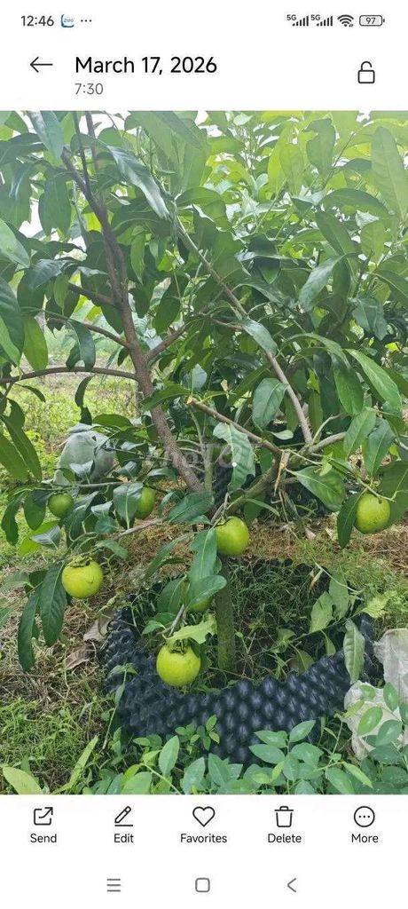 Cây ăn quả Hồng socola. Mua bán Cây cảnh, đồ trang trí tại Thị xã Phú Mỹ Bà Rịa - Vũng Tàu được đăng bởi Ren Lo hình 1