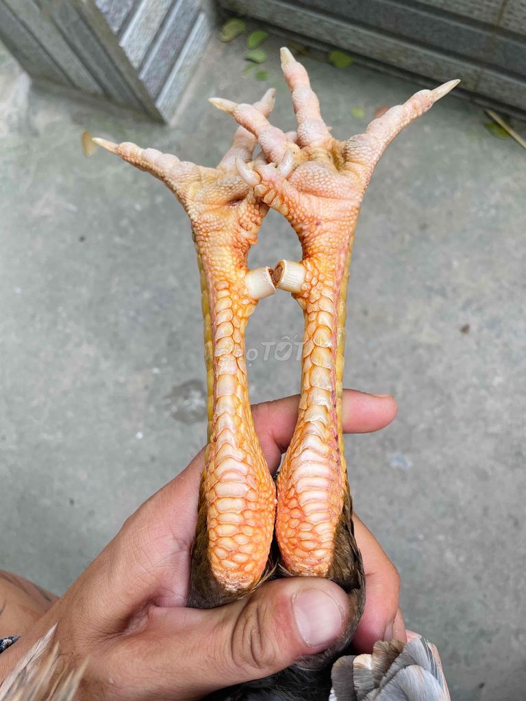 🐔 Mùa Lở Mới Dô. . 🐔 Hiện 3kg1. . Tay Tốt