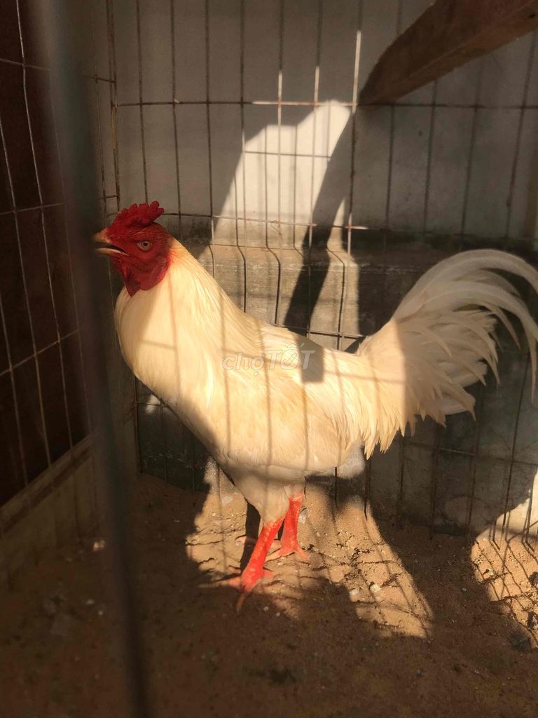 Gà lai mau thai 3,350kg. Mua bán Gà tại Quận Ô Môn Cần Thơ được đăng bởi chicken hình 1