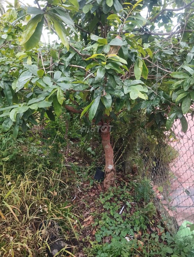 Cây cảnh Mai vàng Cặp. Mua bán Cây cảnh, đồ trang trí tại Huyện Châu Thành Đồng Tháp được đăng bởi Trung Lùn 66 hình 1