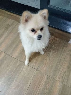 Chó phóc sóc Cái Nâu vàng sức khỏe tốt