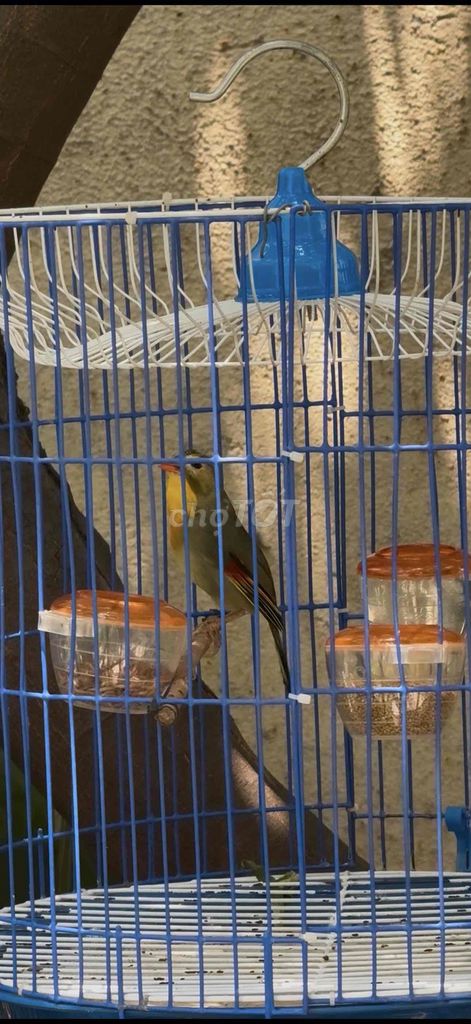 Chim Quế Lâm thuần 2 mùa. Mua bán Chim tại Quận Gò Vấp Tp Hồ Chí Minh được đăng bởi Khoa Trần hình 1