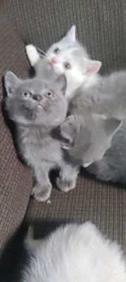 Mèo Anh lông ngắn con Đực Cái