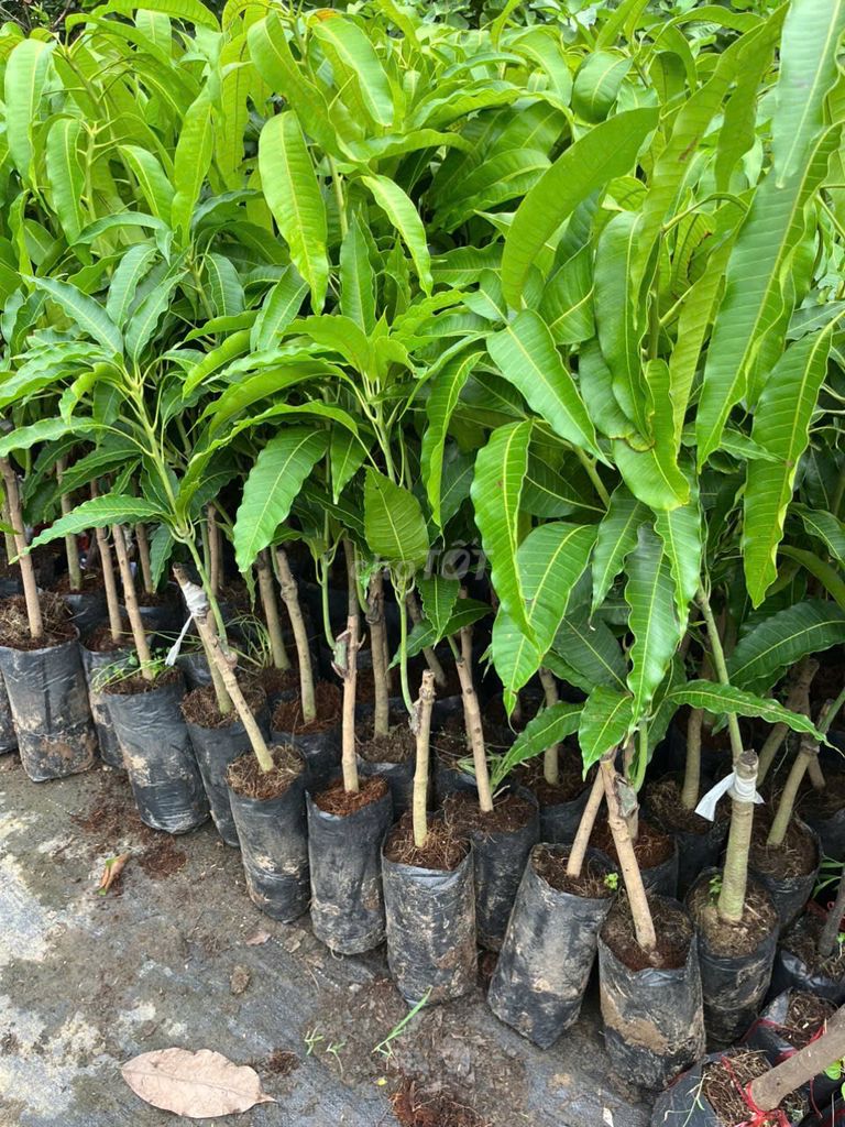 Cây xoài Tứ quý chuẩn giống sạch sâu bệnh. Mua bán Đồ chuyên dụng, Giống nuôi trồng tại Huyện Gia Lâm Hà Nội được đăng bởi Nhà vườn tuấn muôn  hình 1