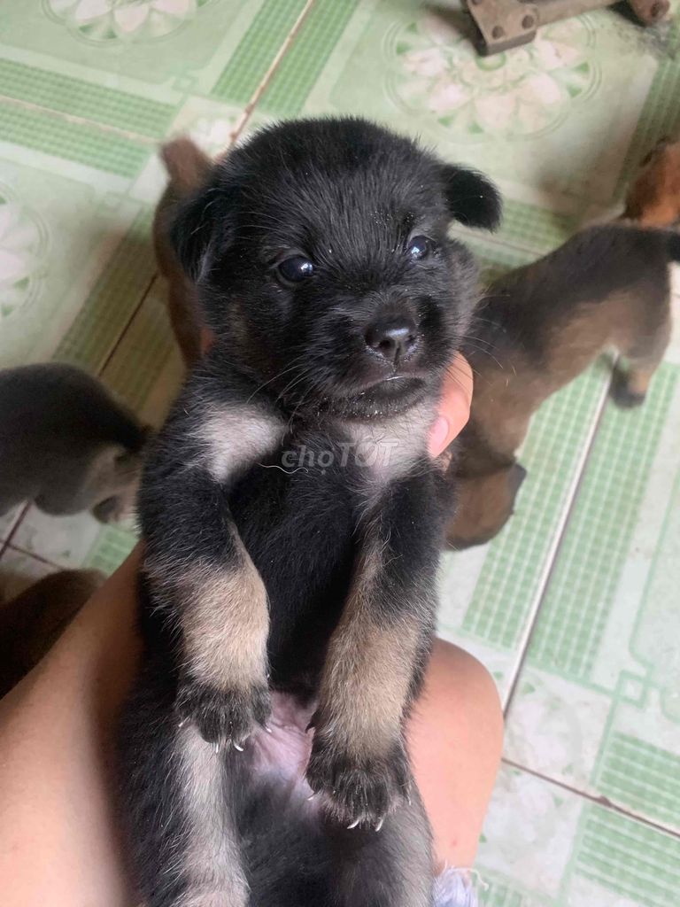 vía chó cỏ