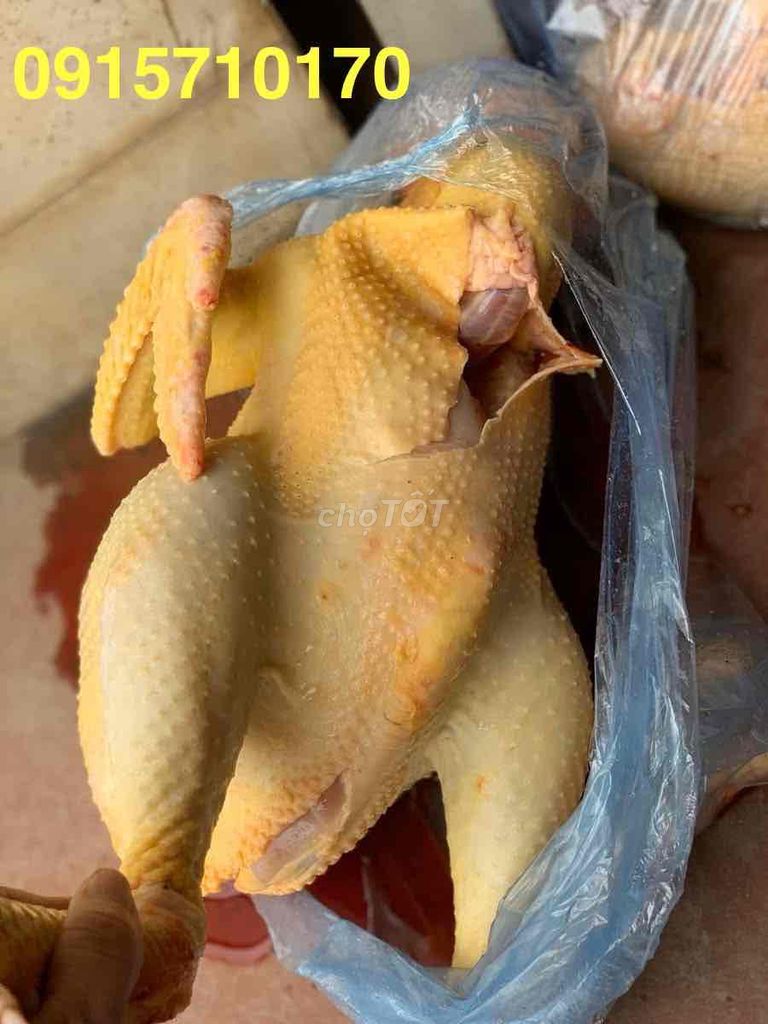 Bán sỉ và lẻ gà đồi Yên Thế chuẩn xịn 100%.. Mua bán Đồ ăn, thực phẩm và các loại khác tại Quận Bắc Từ Liêm Hà Nội được đăng bởi Hoàng Thuý hình 1