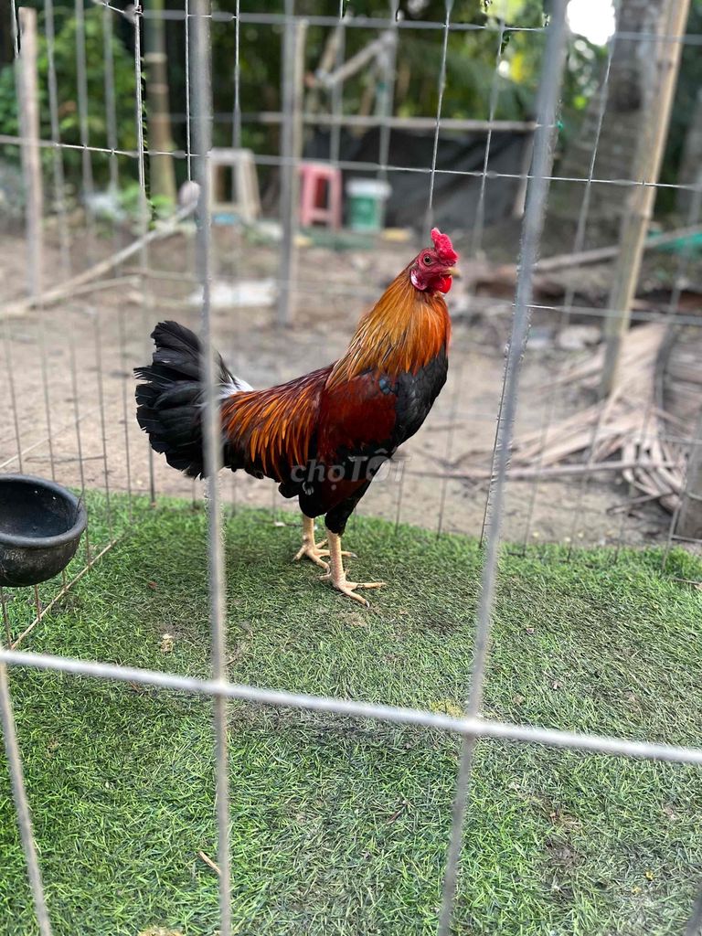 Gà tre đực 1.5kg. Mua bán Gà tại Huyện Càng Long Trà Vinh được đăng bởi Luong Thanh Thi hình 1