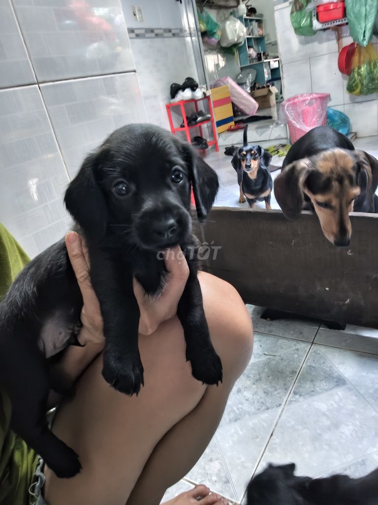 Chó Lạp xưởng đực 2 tháng Đen. Mua bán Chó tại Quận 4 Tp Hồ Chí Minh được đăng bởi Trinh Duy hình 1