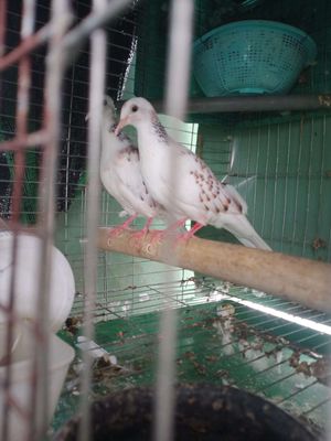 Bán cặp Cu gáy Thái ss, màu siêu phẩm. Mua bán Chim tại Quận 12 Tp Hồ Chí Minh được đăng bởi Mr Cường