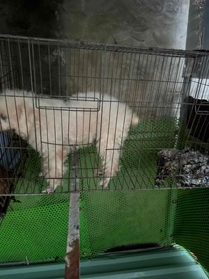 Chó đực gần 1 tuổi màu trắng. Mua bán Chó tại Thị xã Bến Cát Bình Dương được đăng bởi Nhiiii Nèee