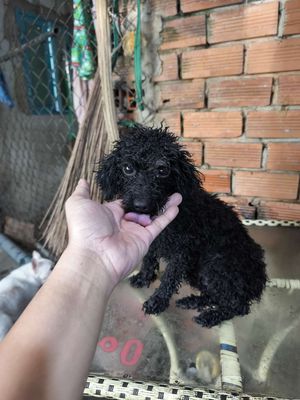 Chó Poodle Tiny cái màu Đen
