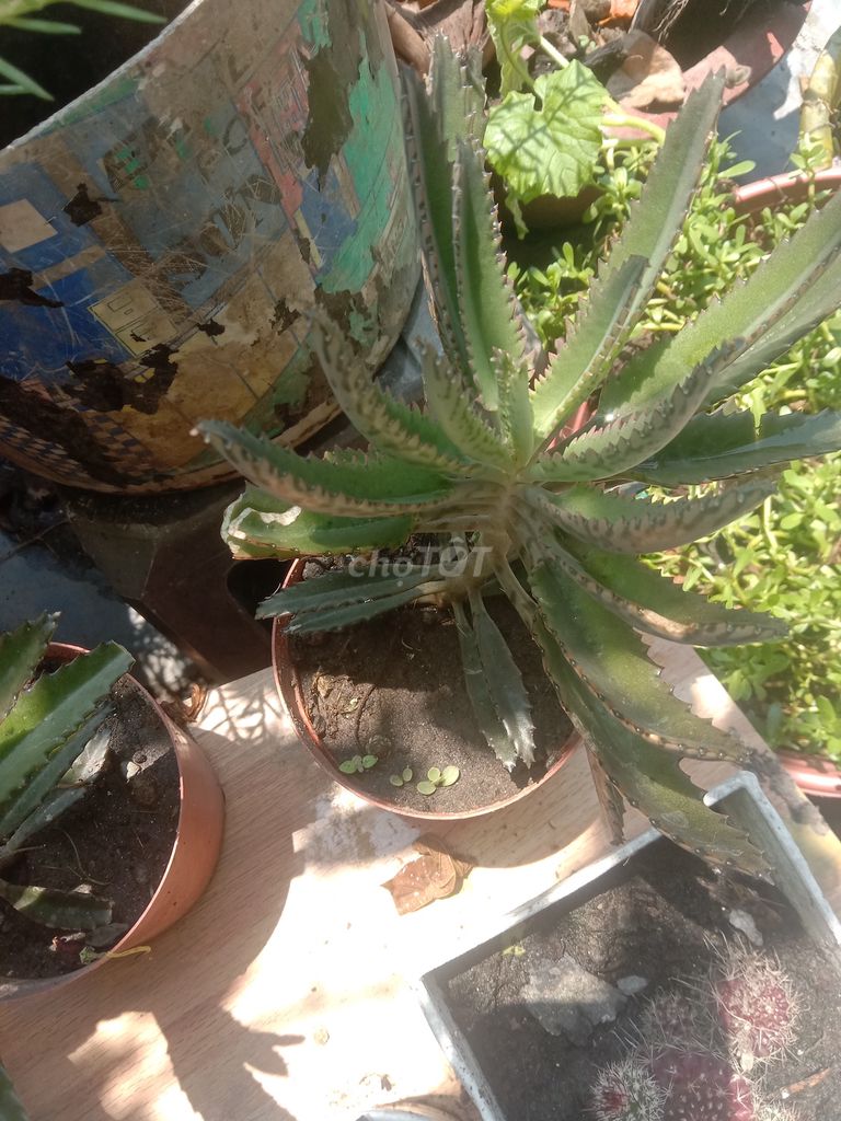 Cây sống đời trang trí. Mua bán Cây cảnh, đồ trang trí tại Huyện Phong Điền Cần Thơ được đăng bởi Trung hình 1