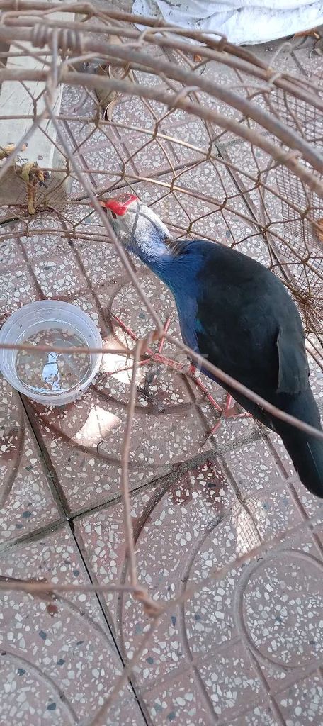 chim trích cồ trống. Mua bán Chim tại Quận Cái Răng Cần Thơ được đăng bởi Lê Thanh Nhân hình 1