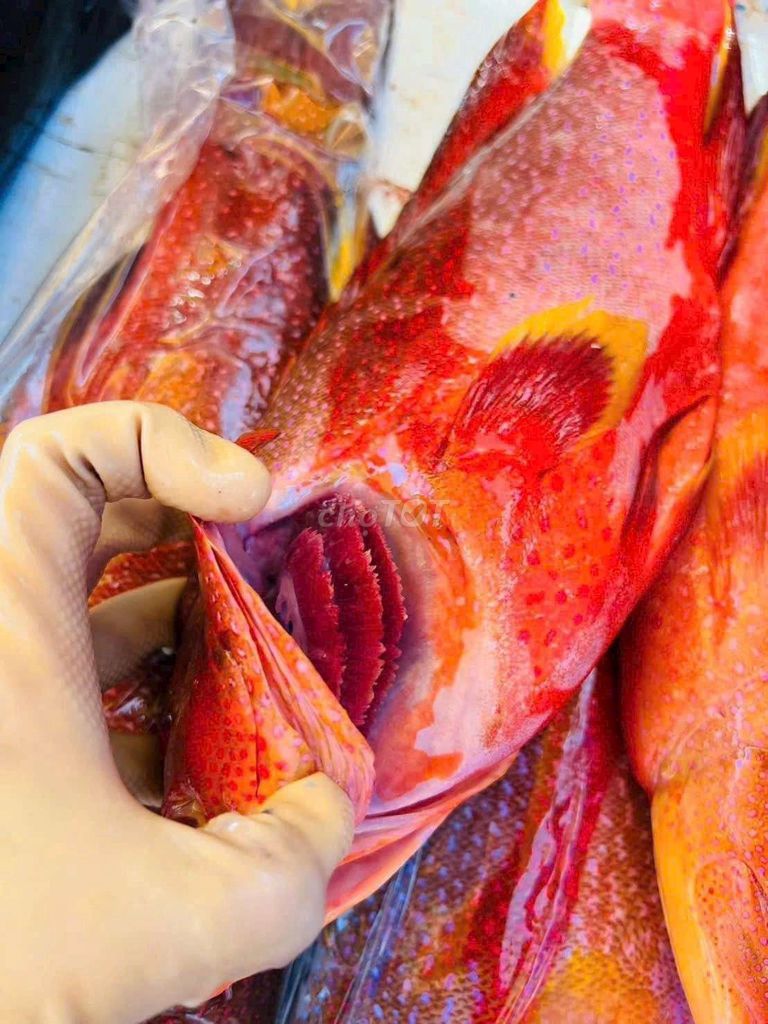 Cá mú đỏ tươi ngon lớn. Mua bán Đồ ăn, thực phẩm và các loại khác tại Quận 10 Tp Hồ Chí Minh được đăng bởi Hải Sản Mai An hình 1