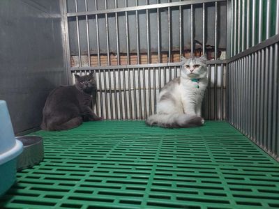 tìm chủ mới cho hai em mèo anh. Mua bán Mèo tại Quận Gò Vấp Tp Hồ Chí Minh được đăng bởi thanhthai632005