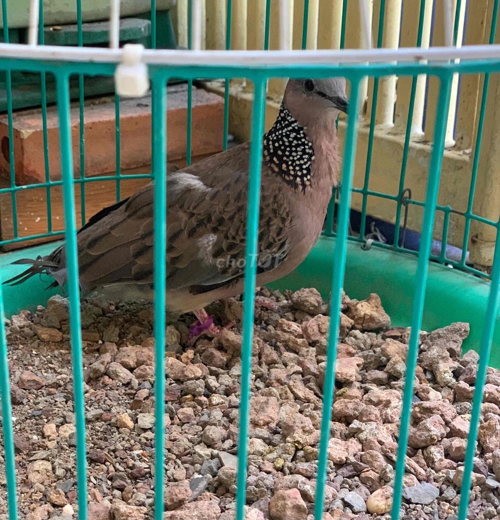 Chim Cu bổi bẫy đấu - 1 mùa. Mua bán Chim tại Quận 8 Tp Hồ Chí Minh được đăng bởi Tiger nâu  hình 1