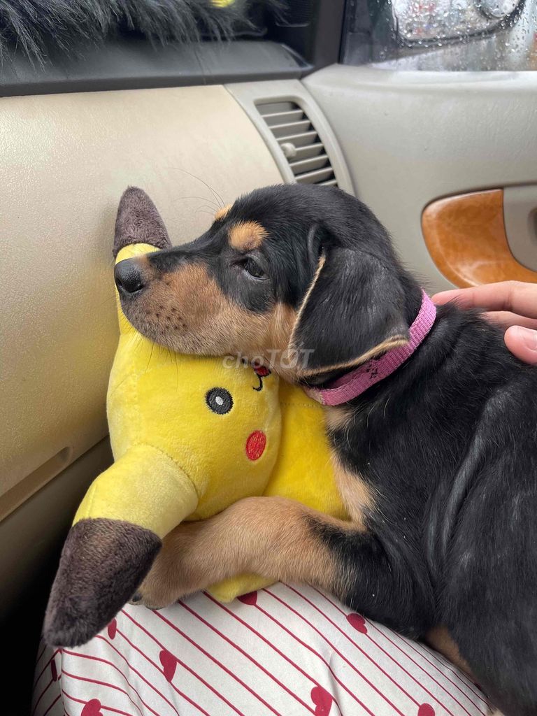 Chó Rottweiler lai 3 tháng Đen vàng. Mua bán Chó tại Huyện Trảng Bàng Tây Ninh được đăng bởi Mai Thanh Tâm hình 1