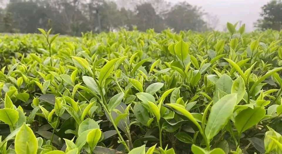Chỉ 25 k/100 gam trà móc câu Thái Nguyên ngon-sạch