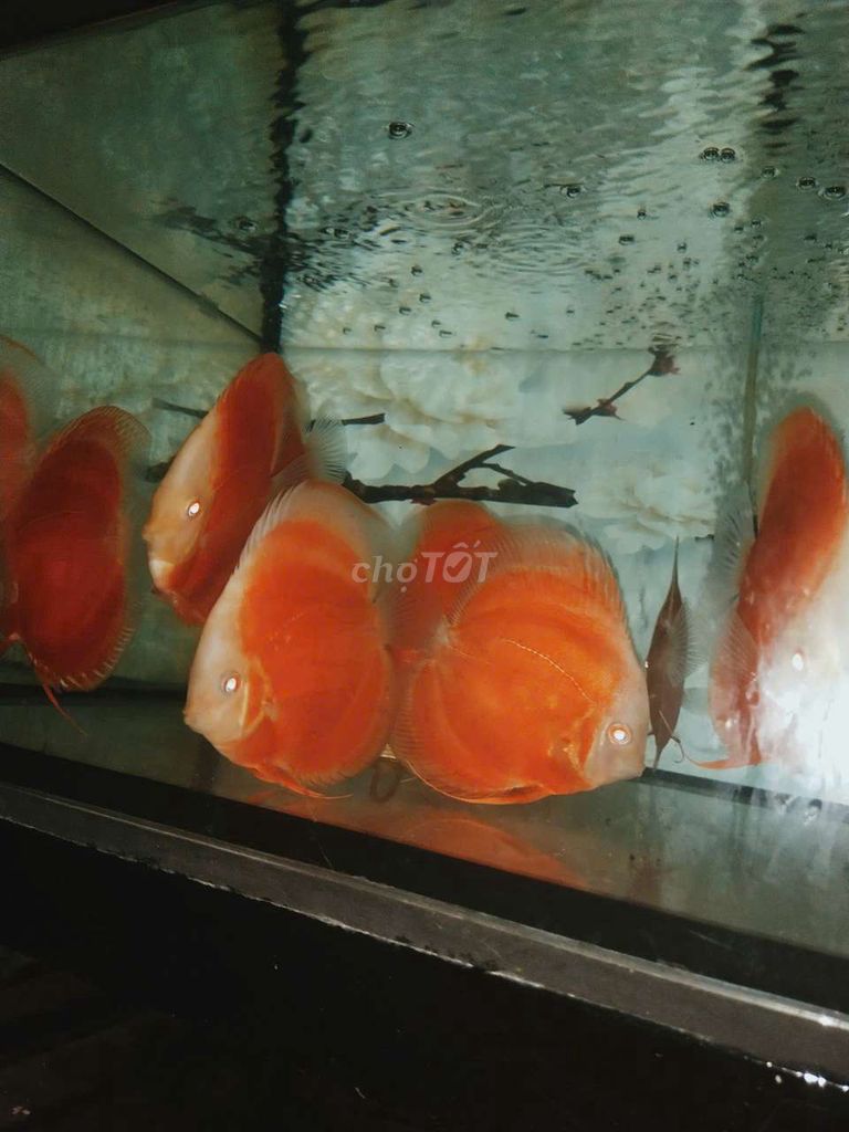 Cá dĩa Đỏ ab 9-10 cm Khỏe đẹp. Mua bán Thú cưng khác tại Quận Tân Bình Tp Hồ Chí Minh được đăng bởi Cá dĩa Như Ý hình 1