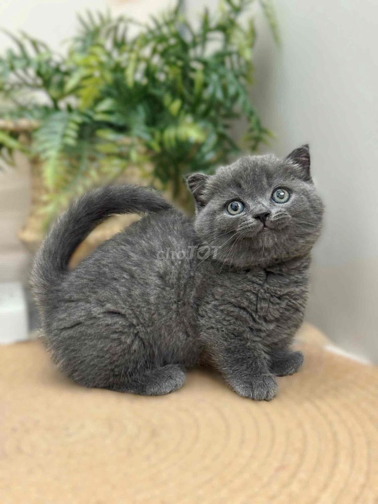 Mèo Scottish Fold Xám Chân Lùn. Mua bán Mèo tại Quận 1 Tp Hồ Chí Minh được đăng bởi ti pet town hình 1