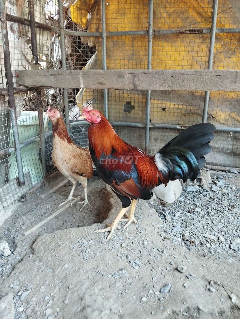 Gà Siêu Mỹ cặp 6 tháng. Mua bán Gà tại Thành phố Dĩ An Bình Dương được đăng bởi le khoi hình 1