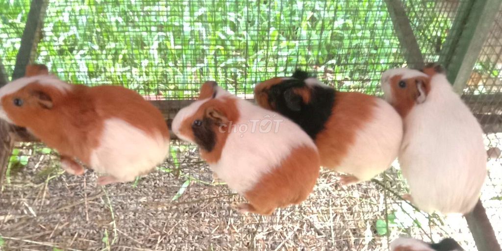 Bọ Ú Sinh sản Đang mang bầu. Mua bán Thú cưng khác tại Huyện Cái Bè Tiền Giang được đăng bởi Bọ Ú Vườn thú tại home  hình 1