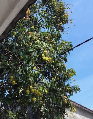 Vải quê ngọt ko sâu đầu. Mua bán Đồ ăn, thực phẩm và các loại khác tại Thành phố Nam Định Nam Định được đăng bởi duy