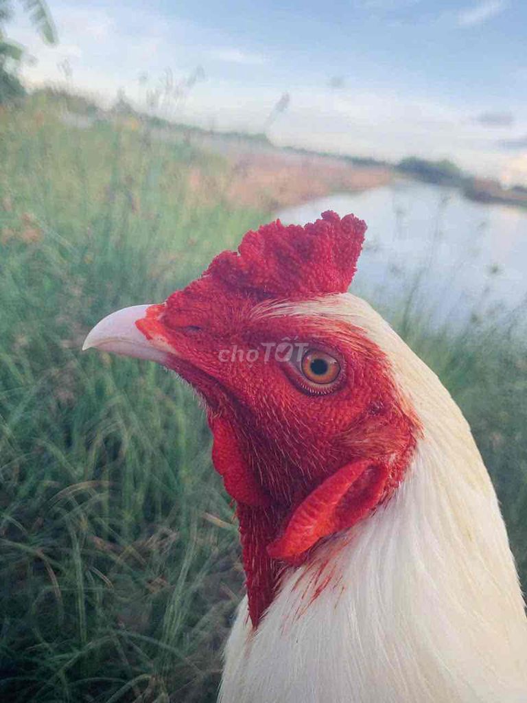 úa 2kg8. Mua bán Gà tại Huyện Châu Thành Sóc Trăng được đăng bởi Di Khương hình 4