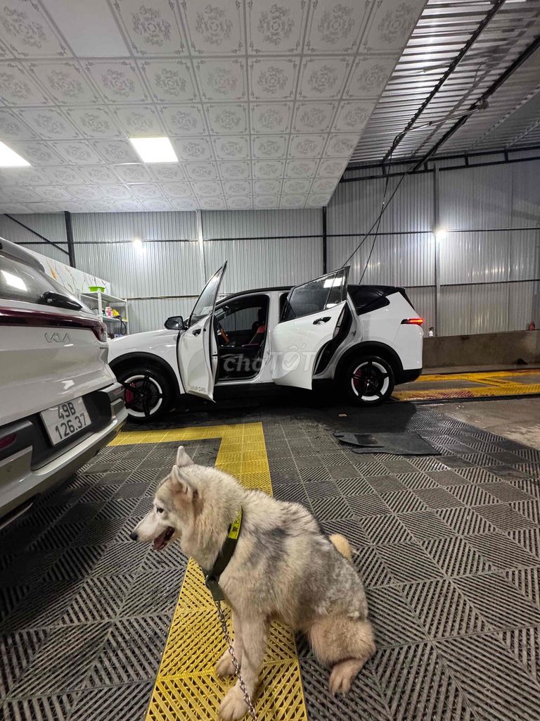 Chó Husky trắng xám đã tiêm. Mua bán Chó tại Thành phố Buôn Ma Thuột Đắk Lắk được đăng bởi Nguyễn Hồng Sang hình 1