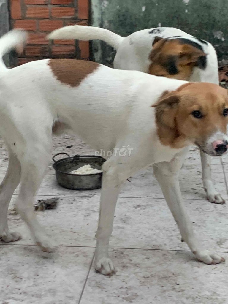 chó đốm màu vàng trắng 18 tháng tuổi nặng 15kg