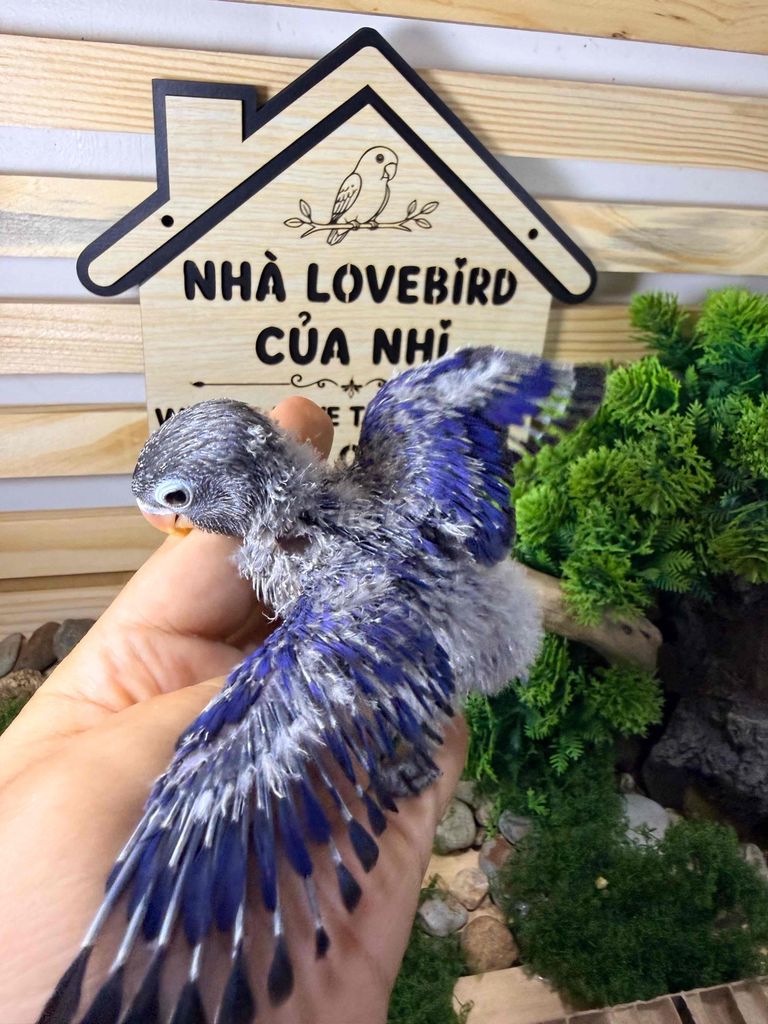 Vẹt Lovebird Xám xanh non có viền. Mua bán Chim tại Quận Gò Vấp Tp Hồ Chí Minh được đăng bởi Võ thị tố nhi hình 1