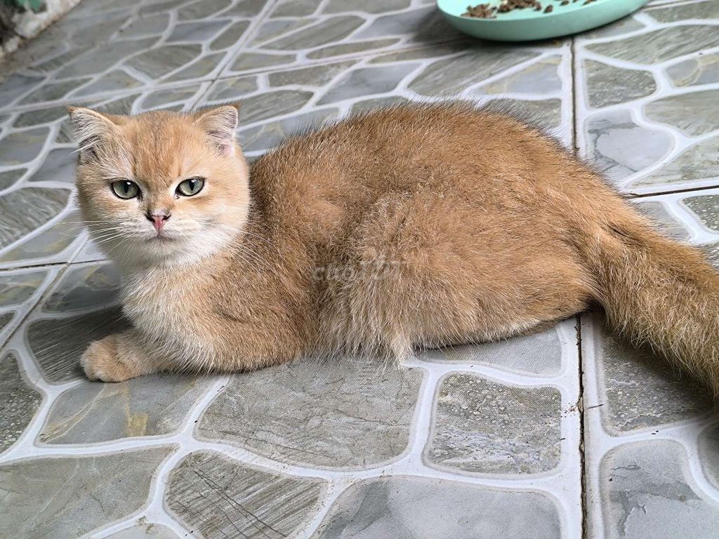 Mèo cảnh cái màu Vàng. Mua bán Mèo tại Huyện Bình Chánh Tp Hồ Chí Minh được đăng bởi Nguyễn Trung hình 1
