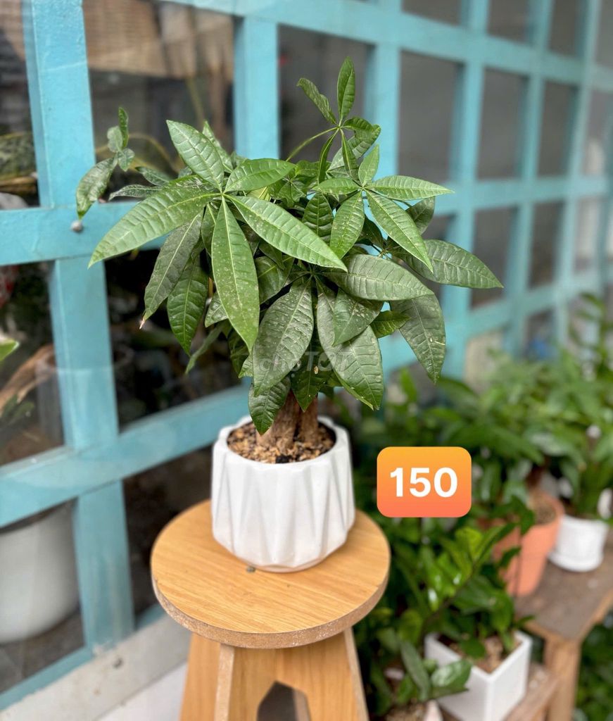 Cây Kim Tiền chậu Gốm Xanh lá. Mua bán Cây cảnh, đồ trang trí tại Thành phố Thủ Đức Tp Hồ Chí Minh được đăng bởi Bích Ngọc hình 1