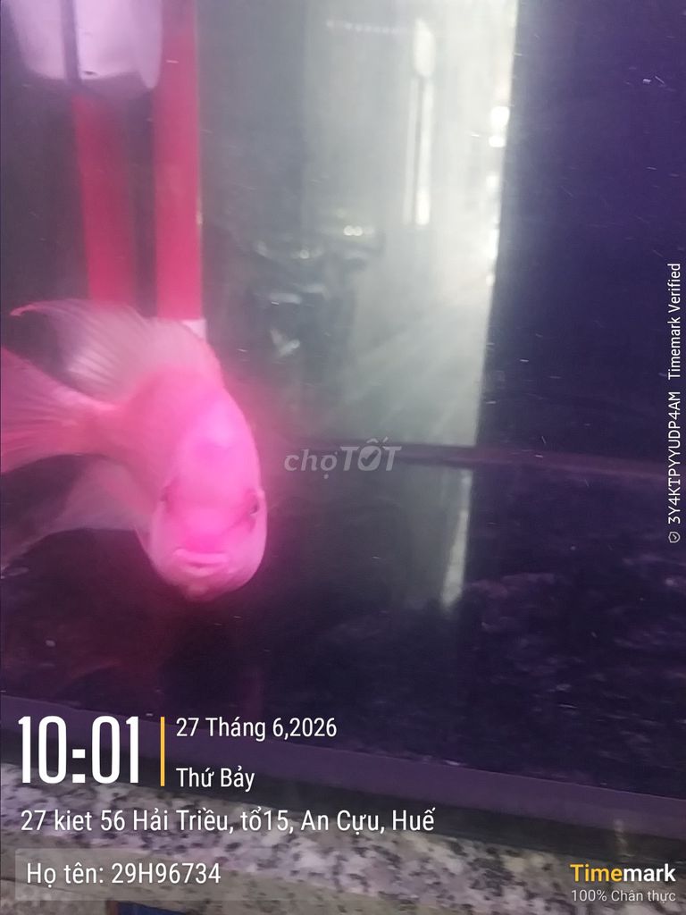 Cá la hán Hồng 5 ngón. Mua bán Thú cưng khác tại Thành phố Huế Thừa Thiên Huế được đăng bởi Nguyễn duy yên hình 1